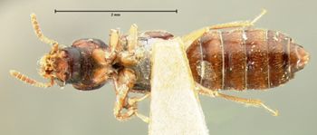Media type: image;   Entomology 6539 Aspect: habitus ventral view
